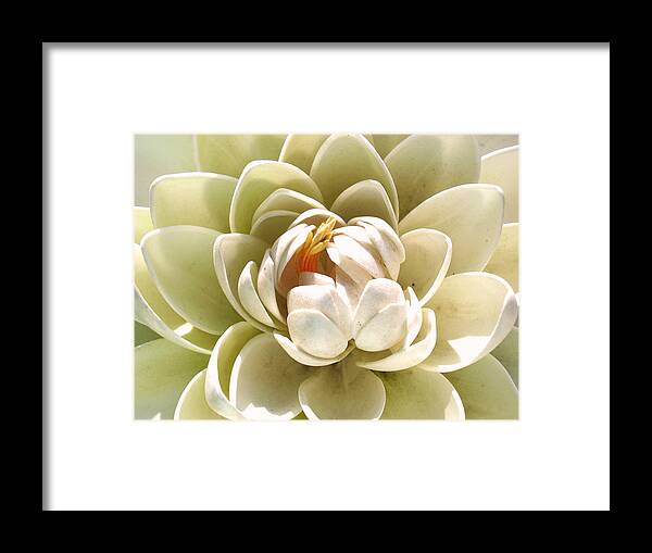 White Lotus Framed Print featuring the photograph White Blooming Lotus by Sumit Mehndiratta
