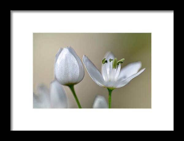 Lachish Framed Print featuring the photograph White Blossom 1 by Dubi Roman