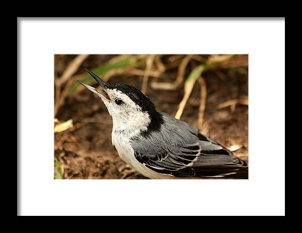Nature Framed Print featuring the photograph White Breasted Nuthatch 2 by Sheila Brown