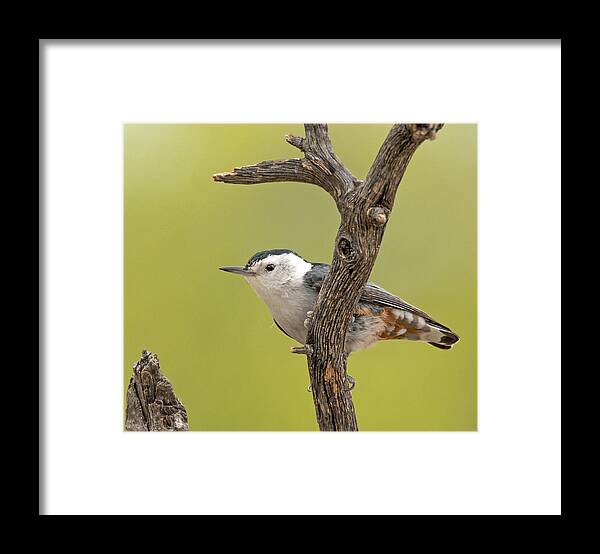 White-breasted_nuthatch Framed Print featuring the photograph White-breasted Nuthatch by Tam Ryan