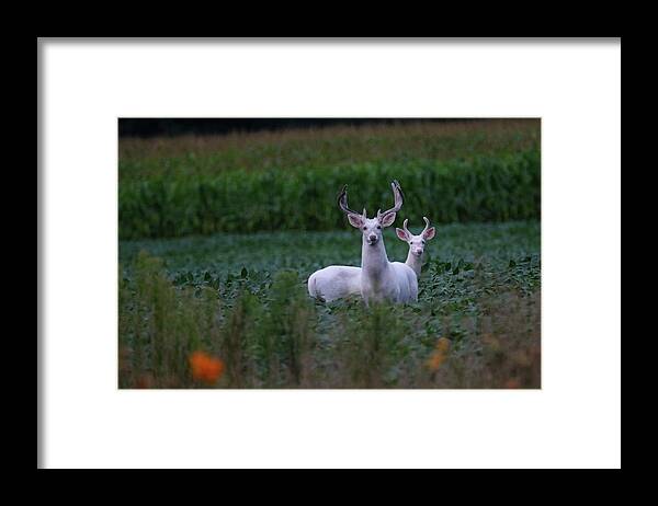 White Framed Print featuring the photograph White Bucks by Brook Burling