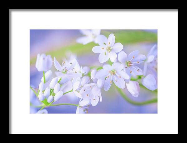 Nature Framed Print featuring the photograph White buds by Giovanni Allievi