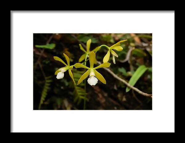 Orchid Framed Print featuring the photograph White Butterfly Orchid by Richard Leighton