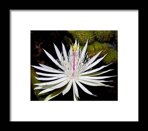 White Flowers Framed Print featuring the photograph White Cactus Flower by Kelley King
