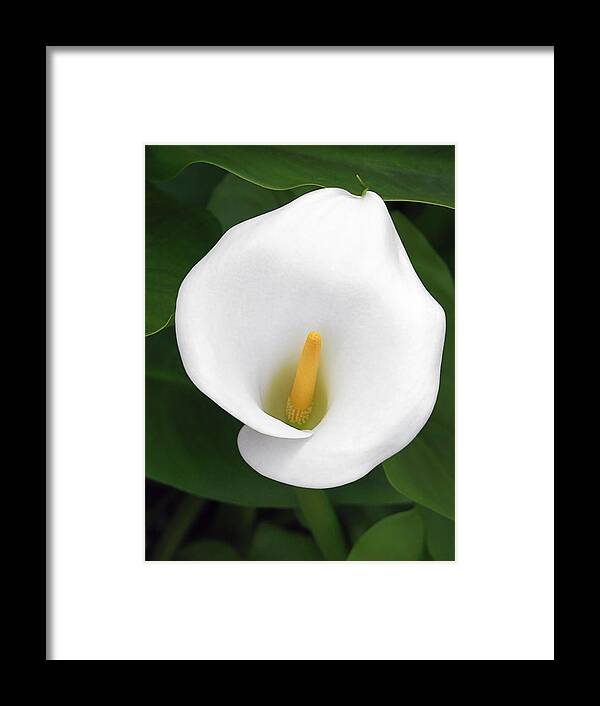 Flower Framed Print featuring the photograph White Calla Lily by Alexandra Till
