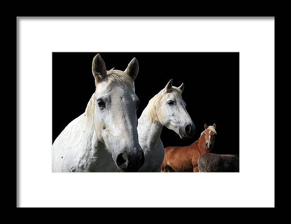 Horses Framed Print featuring the photograph White Camargue Horses On Black Background by Aidan Moran