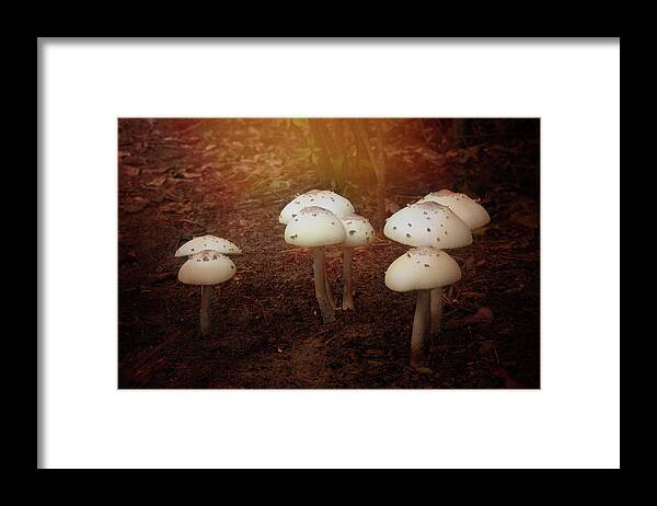 Mushrooms Landscape Group White Cap Light Framed Print featuring the photograph White Cap Mushrooms by Carolyn D'Alessandro