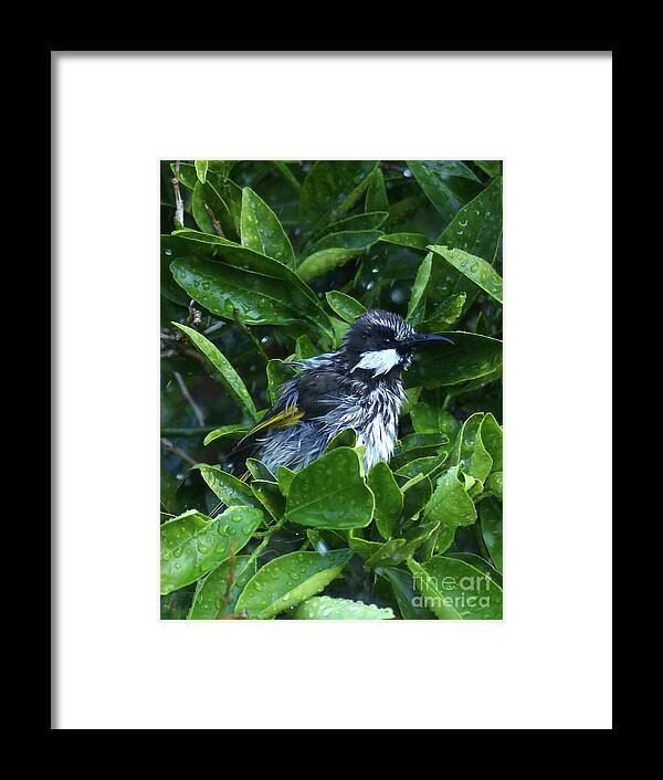 Western Australia Framed Print featuring the photograph White Cheeked Honeyeater taking a shower by Phil Banks