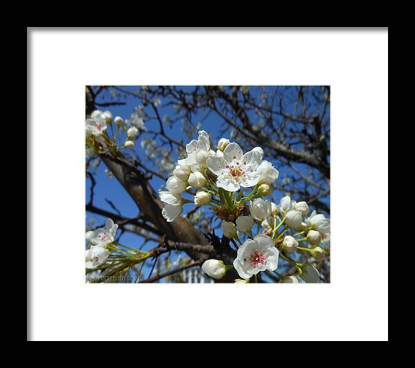 Pear Blossom Tree Framed Print featuring the photograph White Blossoms Blooming by Kristin Aquariann