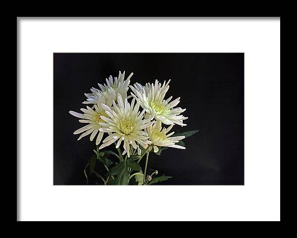 Chrysanthemum Framed Print featuring the photograph White Chrysanthemums by Jeff Townsend