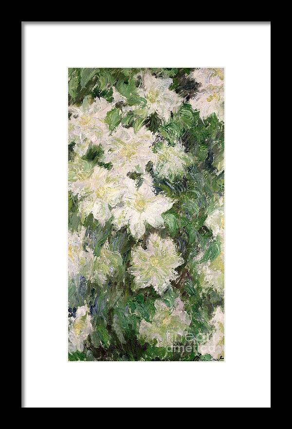 White Clematis Framed Print featuring the painting White Clematis by Claude Monet