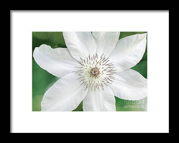 50121 Framed Print featuring the photograph White Clematis Flower Garden 50121 by Ricardos Creations