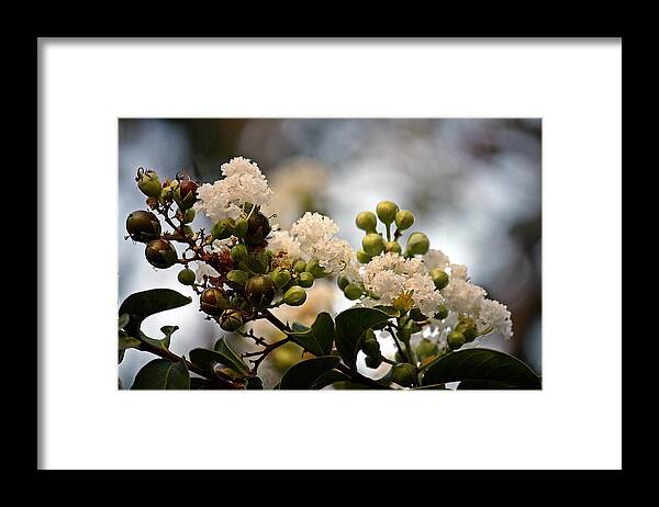 Lagerstroemia Framed Print featuring the photograph White Crape Myrtle- Fine Art by KayeCee Spain