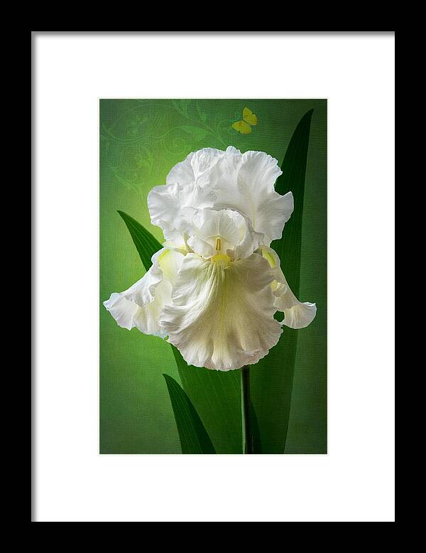 White Iris Framed Print featuring the photograph White Crown by Marina Kojukhova