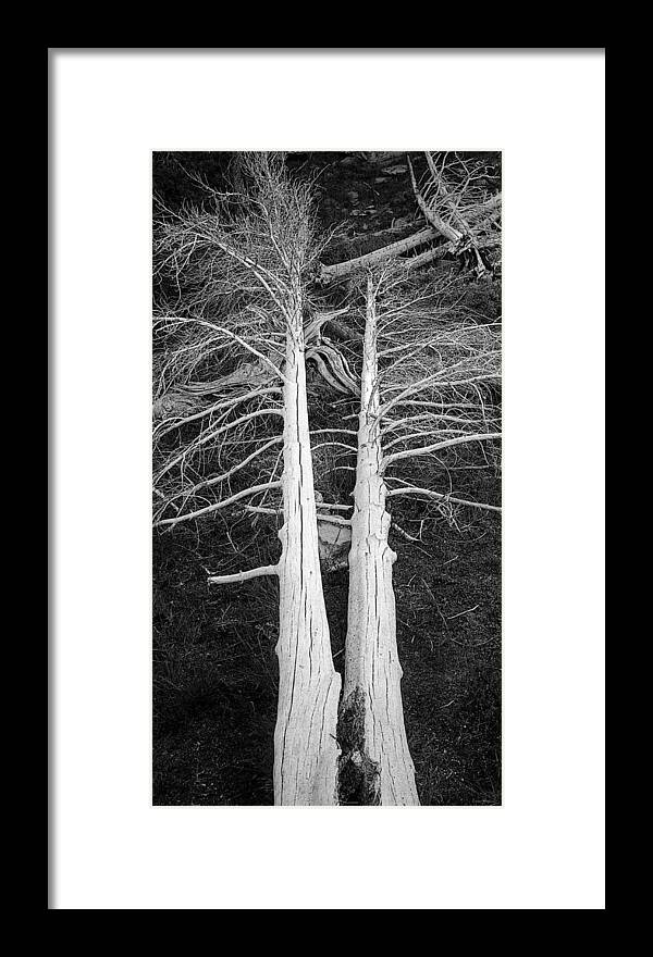 Dead Trees Framed Print featuring the photograph White Dead Trees by Crystal Wightman