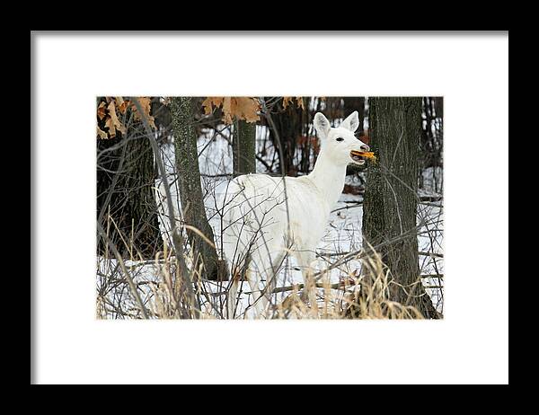 White Framed Print featuring the photograph White Doe With Squash by Brook Burling