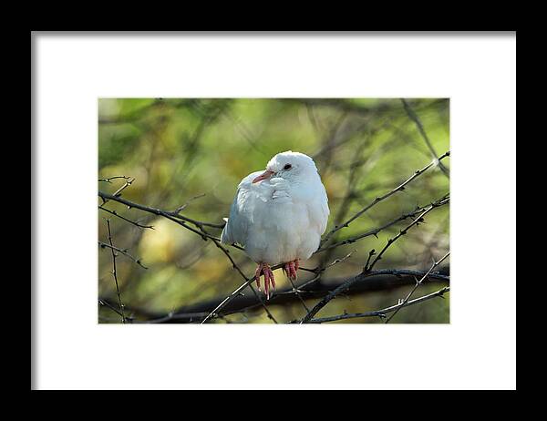 Dove Framed Print featuring the photograph White Dove by Tam Ryan