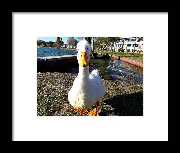 White Duck Framed Print featuring the photograph White Duck 000 by Christopher Mercer