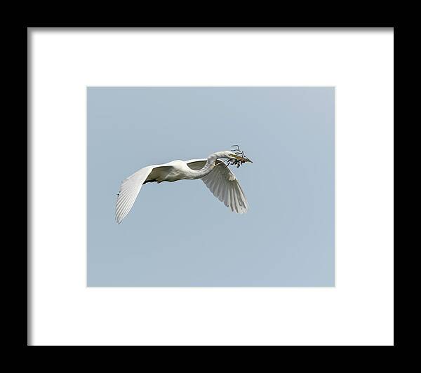Great Egret Framed Print featuring the photograph White Egret 2016-1 by Thomas Young