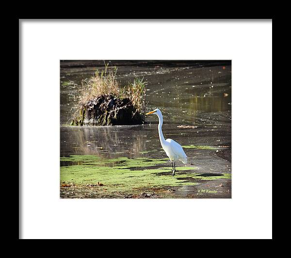 White Egret In The Shallows Framed Print featuring the photograph White Egret In The Shallows by Kathy M Krause