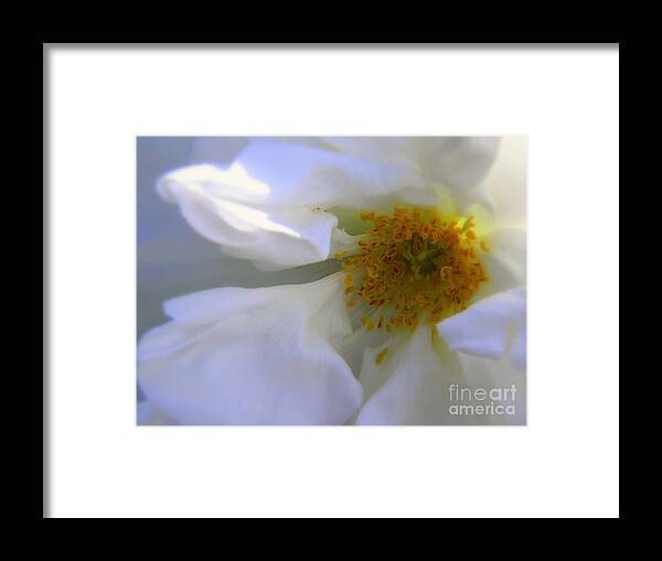 White Flower Macro Delicate Framed Print featuring the photograph White by Elfriede Fulda