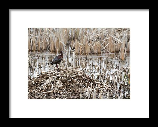 White-faced Ibis (plegadis Chihi) Framed Print featuring the photograph White-faced Ibis 2017-1 by Thomas Young