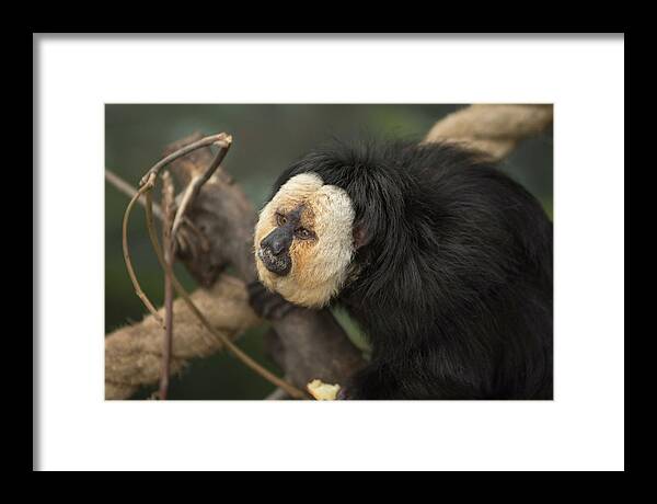 Monkey Framed Print featuring the photograph White Faced Saki by Deborah Ritch