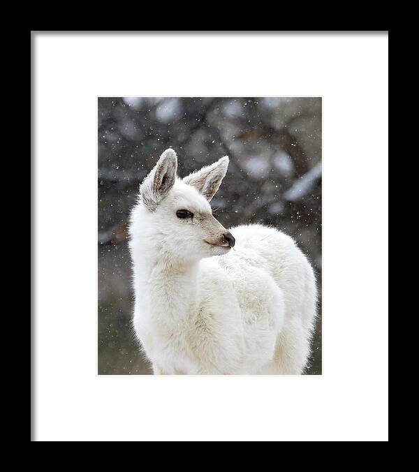 White Fawn Framed Print featuring the photograph White Fawn Portrait by Mindy Musick King