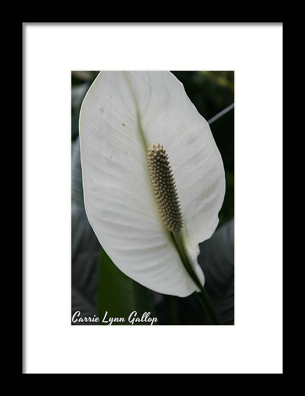 White Framed Print featuring the photograph White Flower by Carrie Gallop