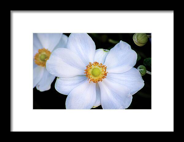 Flower Framed Print featuring the photograph White Flower by Don Johnson