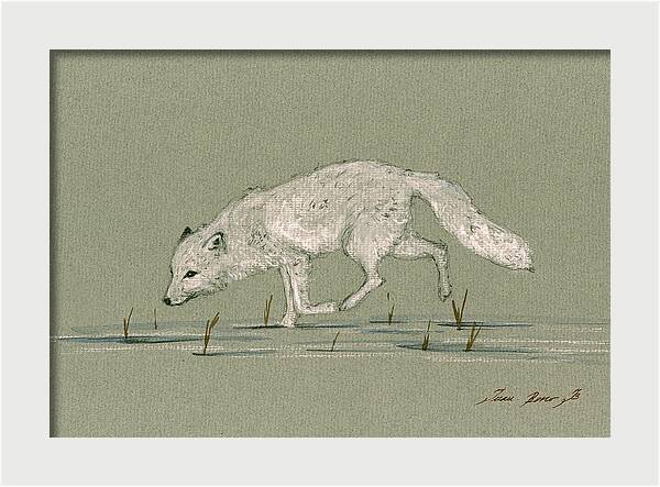 White fox walking by Juan  Bosco