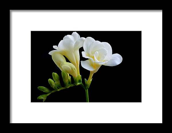Freesia Framed Print featuring the photograph White Freesia by Terence Davis