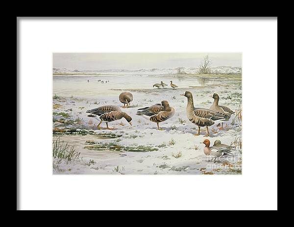 White Fronted Geese Framed Print featuring the painting White Fronted Geese by Carl Donner
