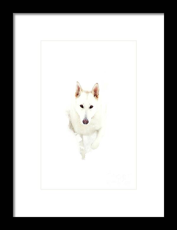 White Framed Print featuring the photograph White German Shepherd in Snow by Thomas R Fletcher