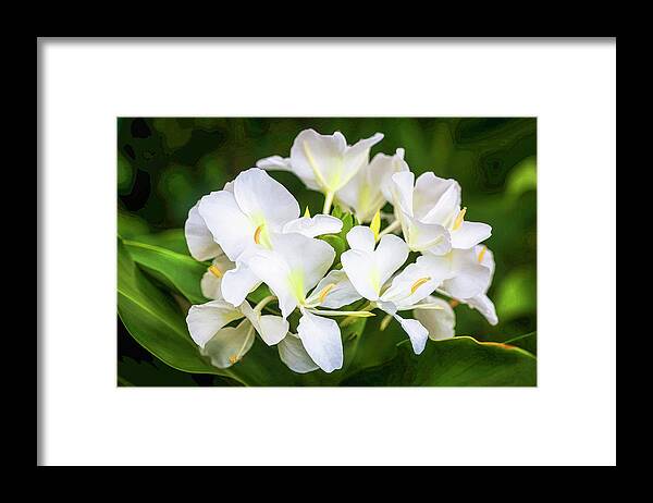 Rich Franco Framed Print featuring the photograph White Ginger by Rich Franco
