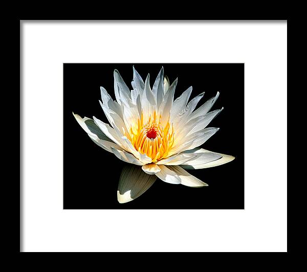 Close-up Framed Print featuring the photograph White Glowing Water Lily by George Oze