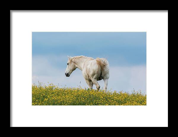 Horse Framed Print featuring the photograph White Horse of Cataloochee Ranch - May 30 2017 by D K Wall