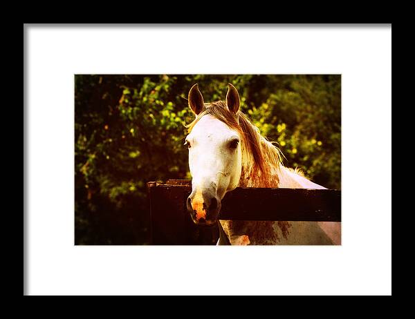 White Framed Print featuring the photograph White Horse by Susie Weaver