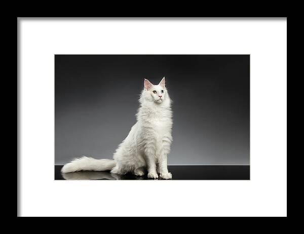White Framed Print featuring the photograph White Huge Maine Coon Cat on Gray Background by Sergey Taran