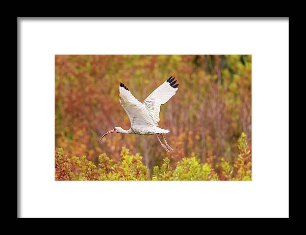 Albus Framed Print featuring the photograph White Ibis in Hilton Head Island by Peter Lakomy