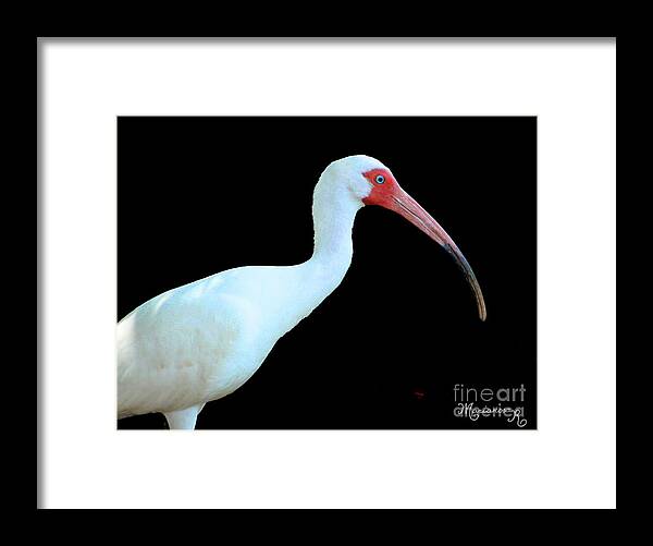 Fauna Framed Print featuring the photograph White Ibis by Mariarosa Rockefeller