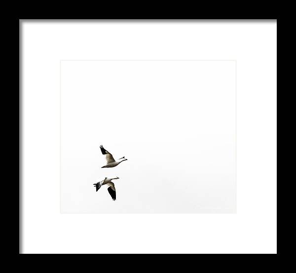 White Framed Print featuring the photograph White in Flight by Britt Runyon