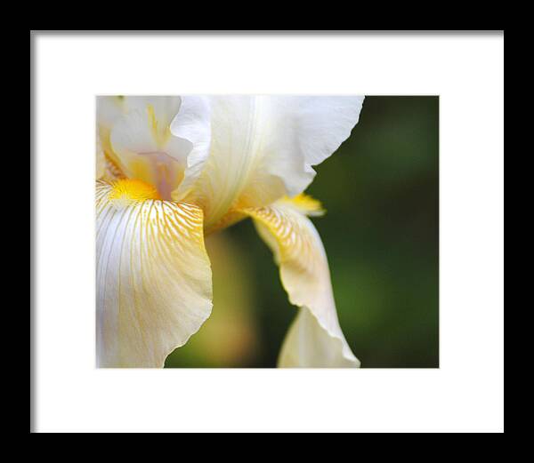 Iris Framed Print featuring the photograph White Iris I by Jai Johnson