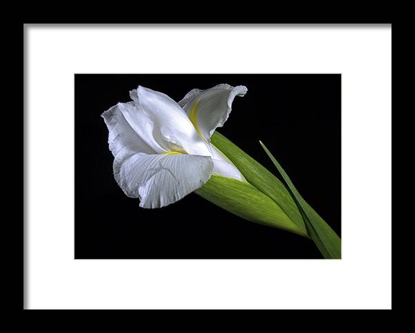 Irs Framed Print featuring the photograph White Iris II by Elsa Santoro