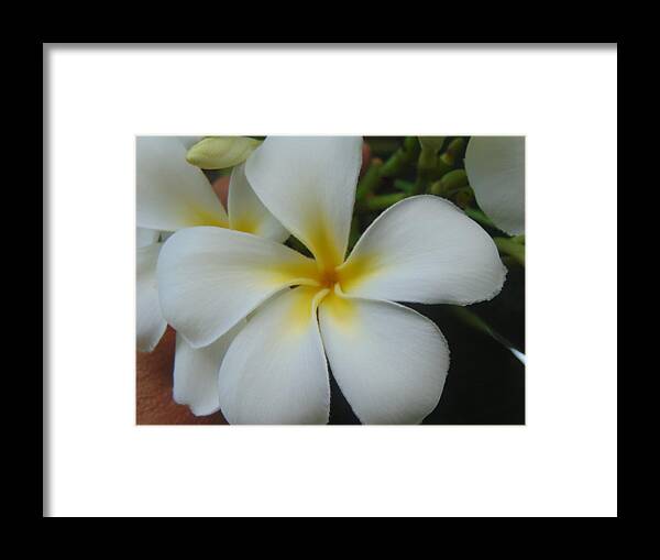 Flower Framed Print featuring the photograph White by Karla Hoffman