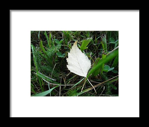 Leaf Framed Print featuring the photograph White Leaf by Michael Lee