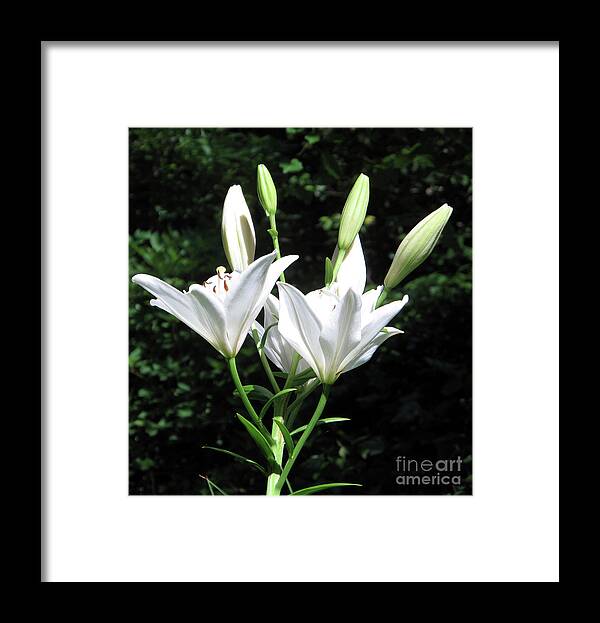 Lily Framed Print featuring the painting White Lilies, West Virginia by Sandy McIntire