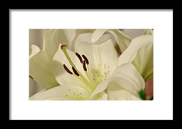 Lily Framed Print featuring the photograph White Lily 3 by Elena Perelman