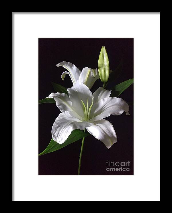 Photography Framed Print featuring the photograph White Lily by Delynn Addams