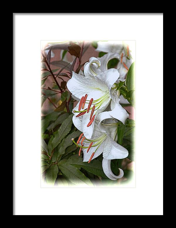 Lily Framed Print featuring the photograph White Lily by Dennis Lundell